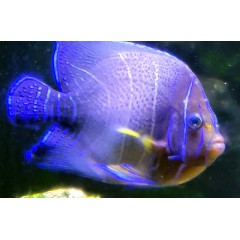 藍紋神仙魚(成魚) 18-22cm(手撈)